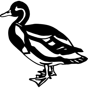 Duck Decal 146