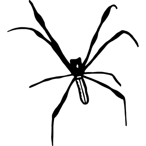 Spider Decal 182