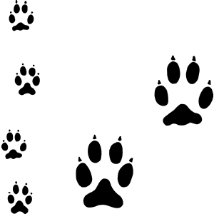 Coyote Animal Track Decal 032
