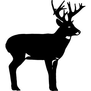 Whitetail Deer Standing Decal 047