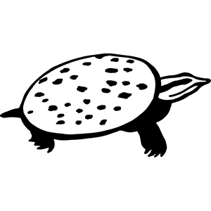 Turttle Decal 113