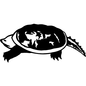 Turttle Decal 114