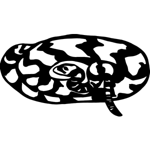 Coral Snake Decal 123