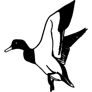 Mallard Drake Duck Decal 143