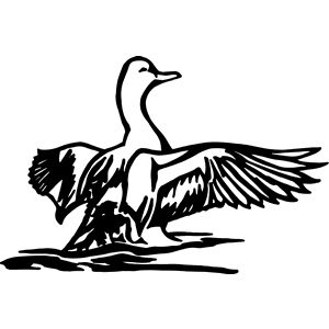 Duck Decal 144